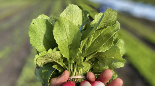 Wando River Farm CSA
