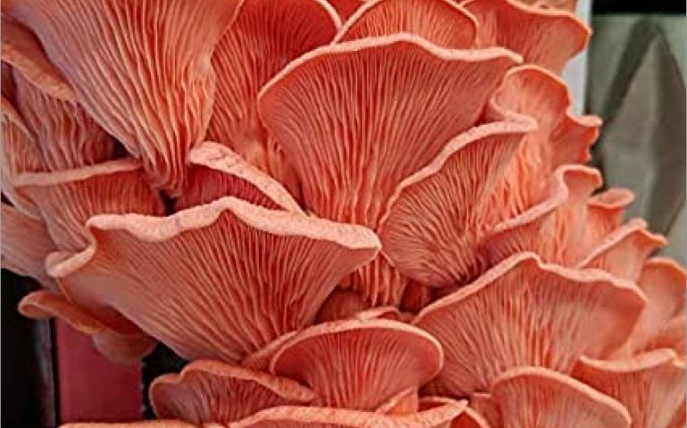 Gourmet Mushrooms: Love or Hate Them Mushrooms are a Fancy Fungus