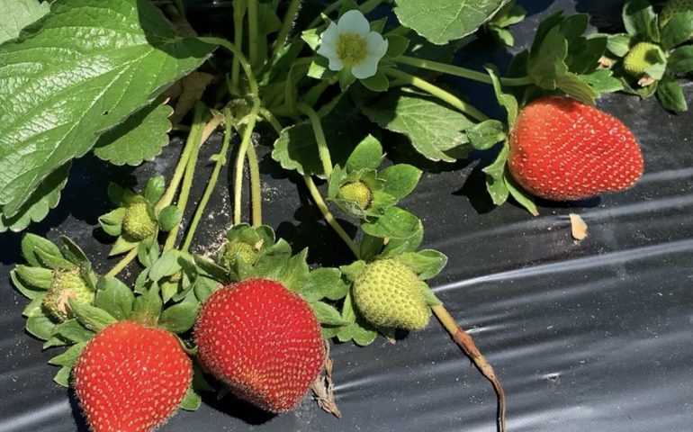 Local Strawberries vs. Non-Local Strawberries